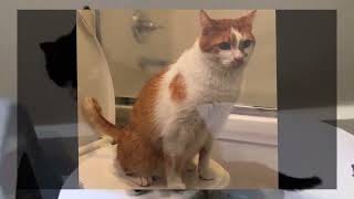 The Most AMAZING Cat Toilet Training video! Kitty’s Loo