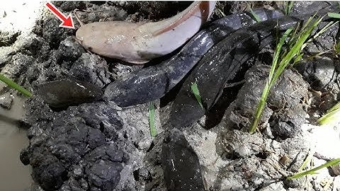 Bắt cá rô, cá lóc lên ruộng ban đêm được con cá lạ| Catch perch, snakehead fish on the field