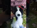 W0oner got in minecraft? #essa #essasarevalid #bordercollie