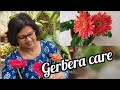 how to take care of Gerbera Daisy in summer, a complete guide to grow it successfully