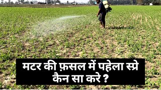 मटर की फ़सल में पहेला स्प्रे कितने दिन में और कौन सा करे।Insecticide & Fungicide Spray in Pea Crop