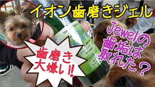 イオン歯磨きジェルで歯石が本当に取れる？？