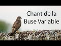 Chant de la buse variable cri  common buzzard song call