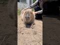 マッサージ好きなカピバラ💚 #capybara #animals #カピバラ
