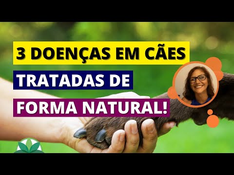 Vídeo: Posso dar meu cão anti-gás medicina?