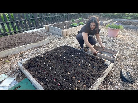 Video: Cómo plantar flores Tasbih (con imágenes)