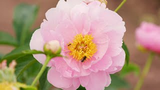 Wisconsin Life | Peony Farm