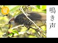 【解説付き】ヒヨドリの鳴き声６種（地鳴き）