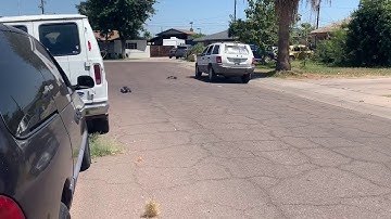 Traxxas Slash 2wd vs Rustler VXL