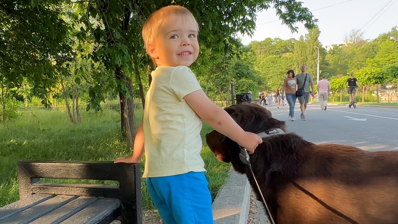 Toddler Protects His Dog From Stray Dogs Attack