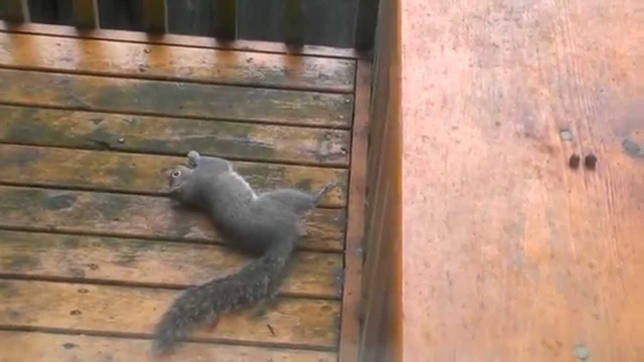 Drunk Squirrel Trying To Eat Nuts