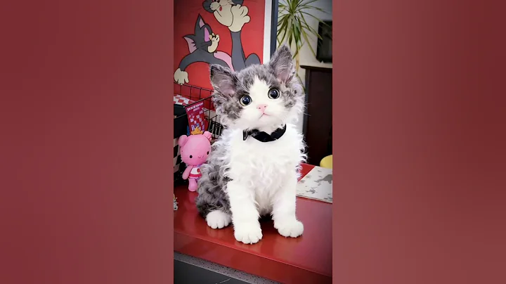 Video 11330031: cute little cat, cute kittens playing, cute cats smiling, funniest cats