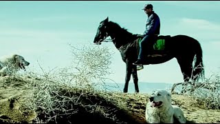 отарная собака друг Чабана  Документальный фильм - Turkmen Alabay Shepherd Dogs Alabai