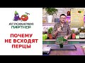 ПОЧЕМУ НЕ ВСХОДЯТ ПЕРЦЫ