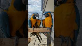 #parrots #birds #macaw #redmond #washington #cougarmountainzoo