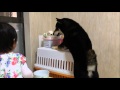 ワンワン！ shiba inu