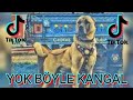 KANGAL TİKTOK (EFSANE DERLEME)