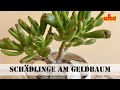 Geldbaum: Schädlinge & Krankheiten