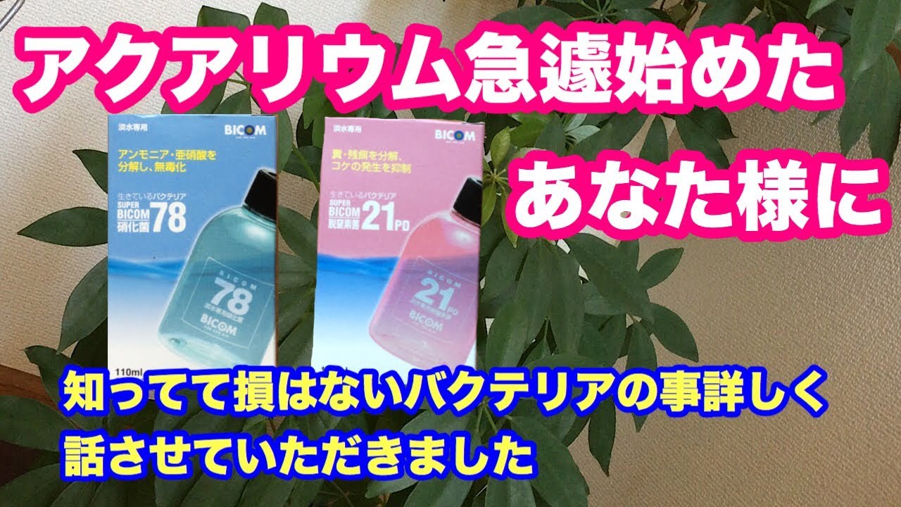 アクアリウム始める前にバクテリアについて知っておいた方が良いと思います Youtube