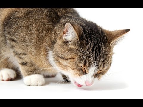 Video: ¿Por qué vomitan los gatos?