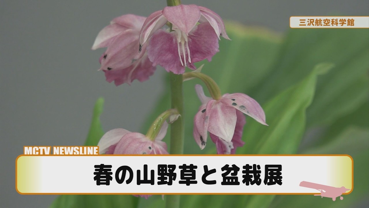 春の山野草と盆栽展【マックニュースライン】2026年5月22日放送 - YouTube