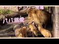 オリトファミリー開園!ライオンのオリト赤ちゃん達にモテモテ!イオとオリトに関係が変化?vol.135@旭山動物園/Lion family opens!Dad is popular w/babaies
