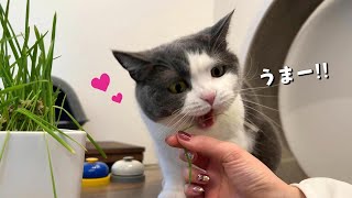 今年初めての猫草に大喜びの猫が可愛い　857話