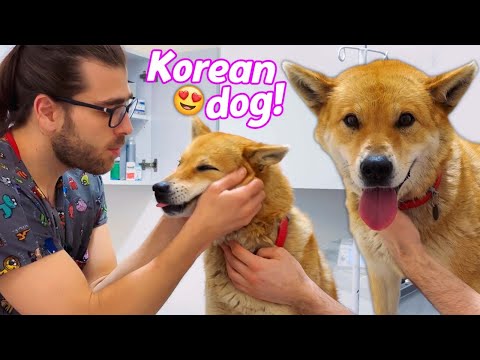 Video: Köpeğiniz Köre Olduğunda