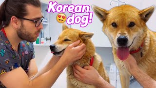 TRIED TO ESCAPE! ( Cute Korea Dog!  )