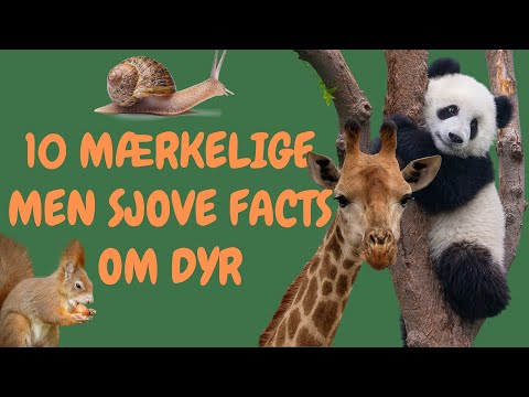 10 mærkelige, men sjove facts om dyr | Læring for børn