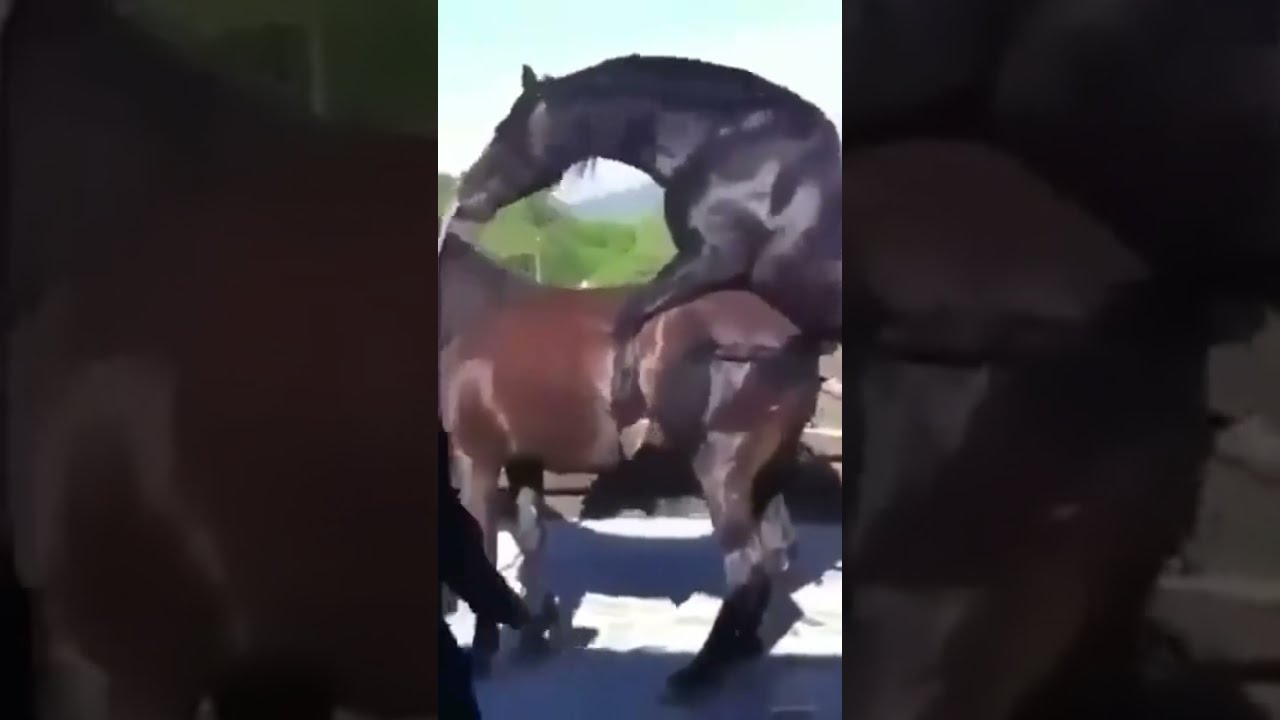 С Порно Спаривание Коней