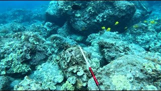 Spearfishing the Shallows - Dive Gone Wrong! - Accident in the Water  - Big Island of Hawaii