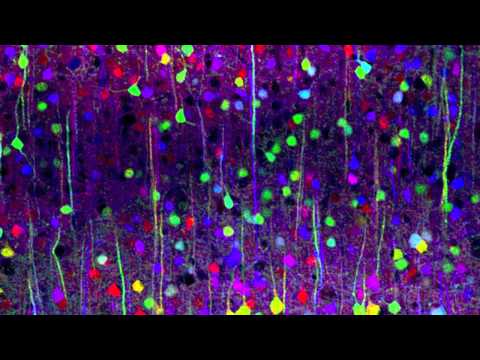Portraits of the Mind: Visualizing the Brain from ...
