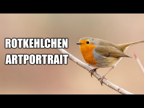 Rotkehlchen Artportrait (Aussehen, Lebensraum, Gesang und mehr)