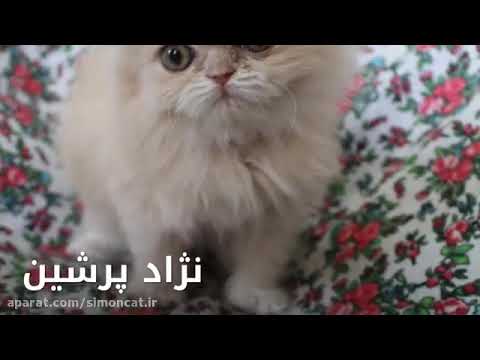 تصویری: نژاد گربه Tonkinese ضد آلرژی ، بهداشت و طول زندگی