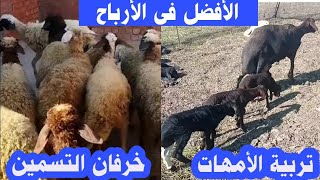 الأفضل فى الأرباح تربية غنم أمهات أو خرفان التسمين شاهد