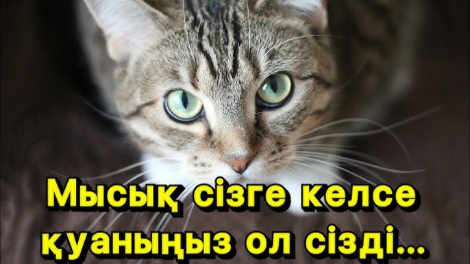 Сіздің мысық қышығанда не істеу керек