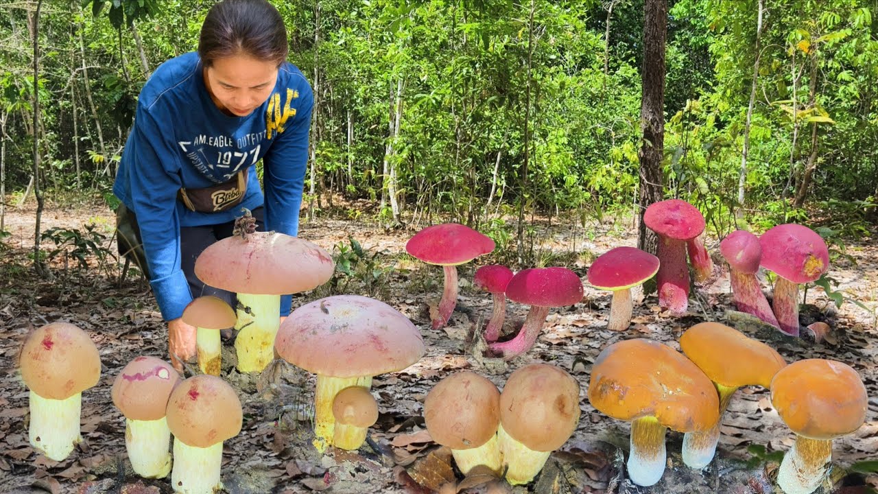 ได้เก็บเเล้วผึ้งขมิ้นใหญ่!!ผึ้งเหลืองผึ้งเเดง!!ชีหมาน!!หลากหลายชนิดจ้า🍄🍄10/3/69