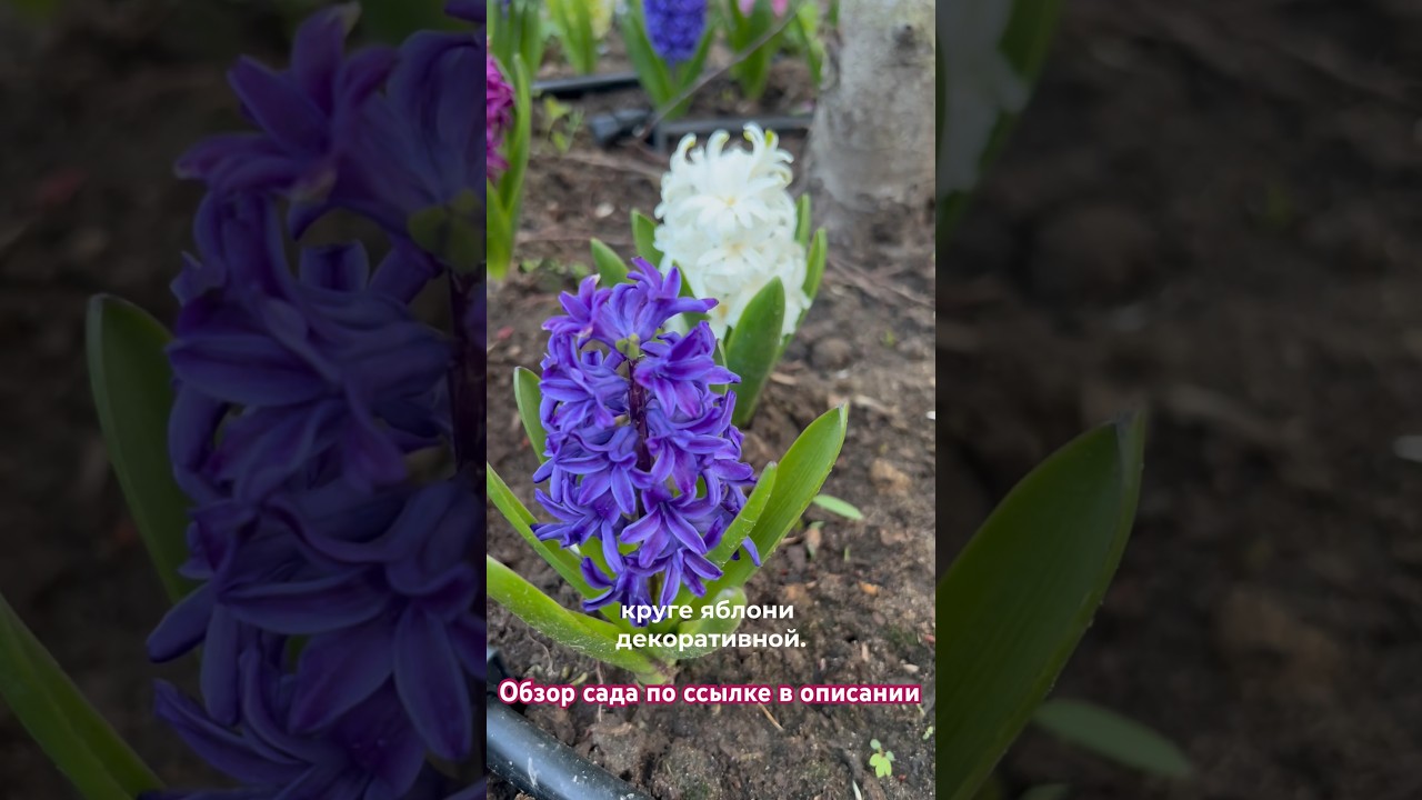 Массовое цветение гиацинтов в приствольном круге яблони