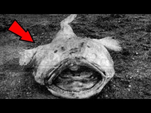 5 Most Terrifying Creatures Ever Found On Earth!