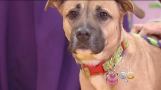 Hero Dog Saves Family From House Fire