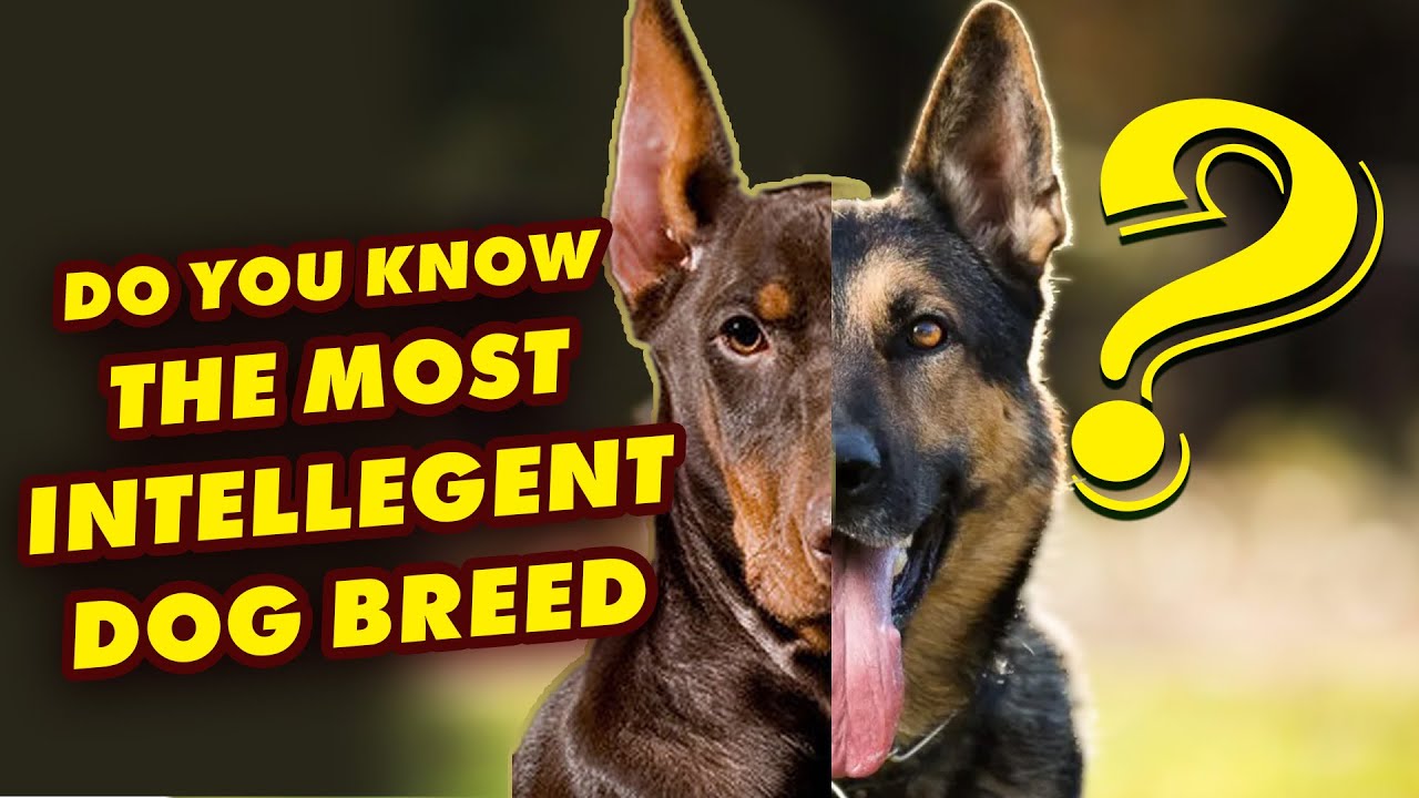 Top 20 Most Intelligent Dog Breeds | #TopDogs | #doglovers | rank ...