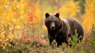 Истории извън новините - Да оцелееш след нападение от мечка