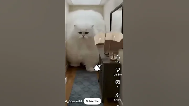 Video 11692051: himalayan persian cat, giant persian cat, fluffy himalayan, perfect mix