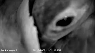 Duck camera 2 20200619