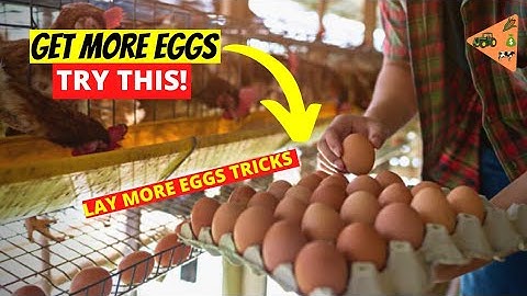 How to make you Layers Chicken LAY MORE & BIGGER EGGS WITH NO ADDITIONAL COST