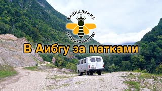 В Аибгу за матками. Кавказянка