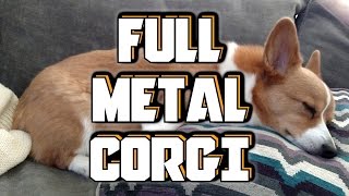 Video thumbnail of "Full Metal Corgi"