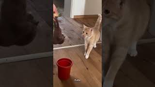 These Cats Are So Funny 🐱