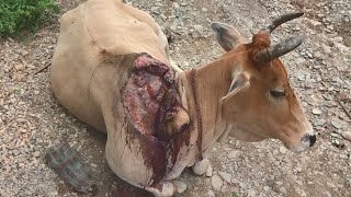 Healing a cow's huge wound after crocodile attack (graphic footage).
